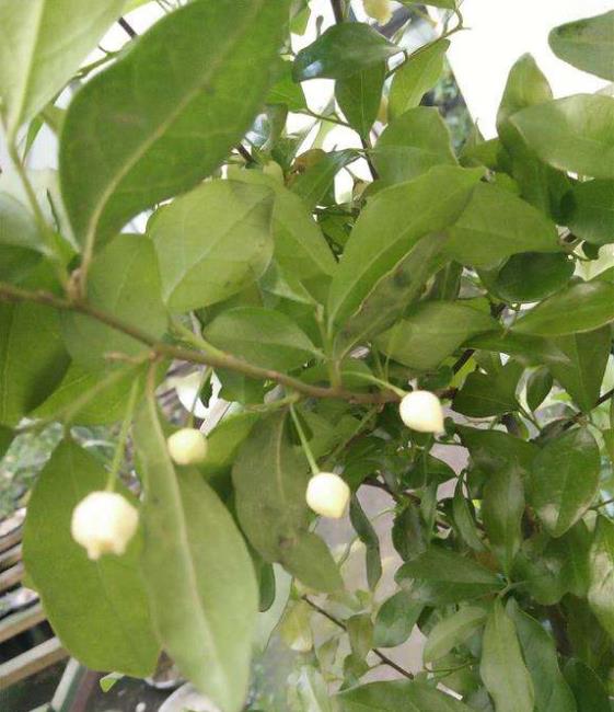 金弹子进入花期,想提高坐果率,养护工作要重视|弹子|授粉|花苞_新浪