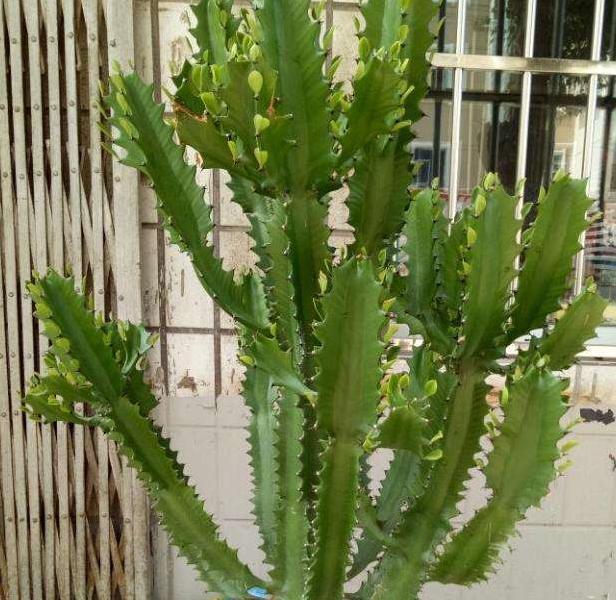 喜欢养花就买上一盆龙骨,养护注意4点,摆在客厅好处忒多