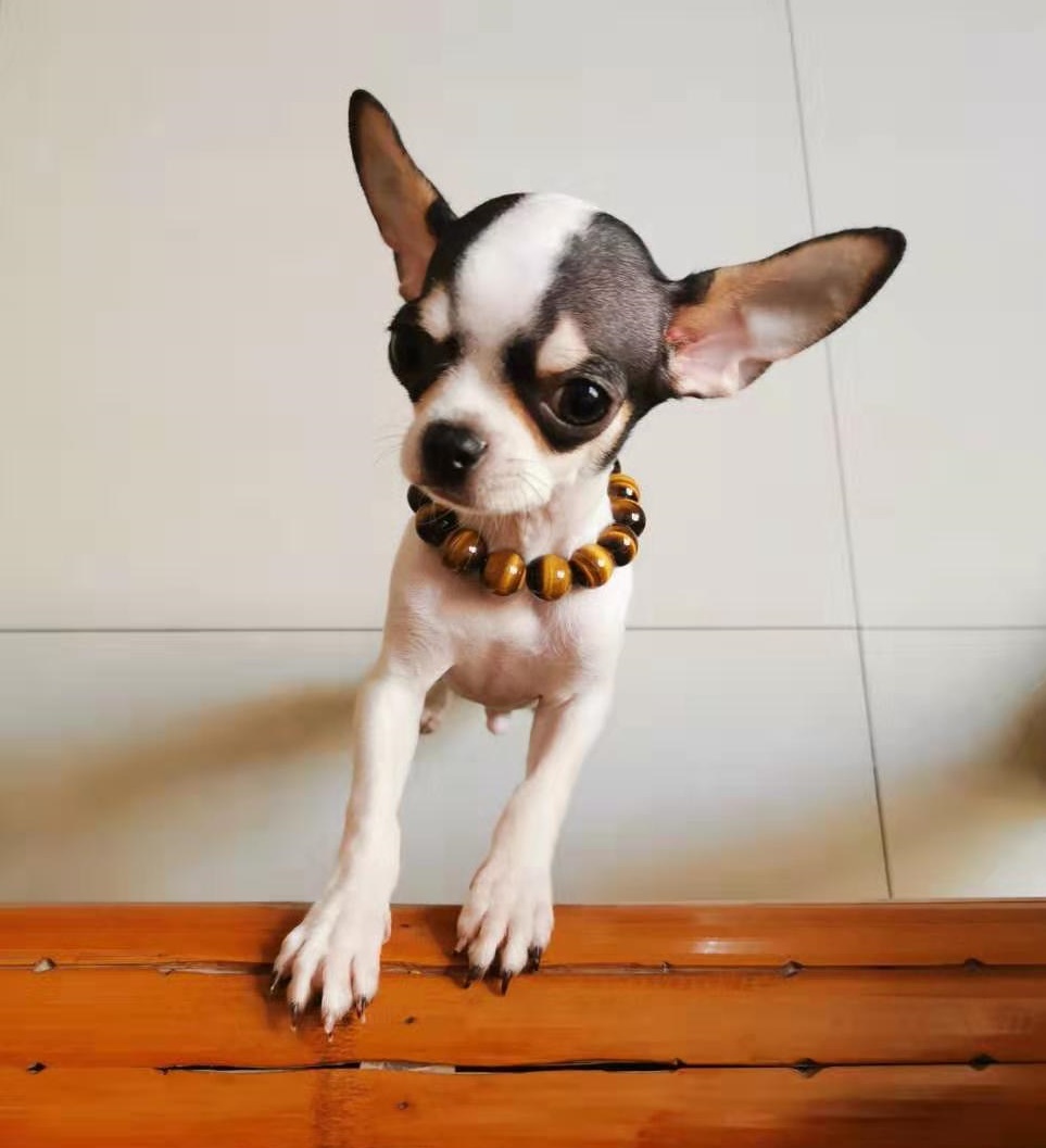 你可能不会相信,吉娃娃被称为犬中的"攻击机",看了你就知道了