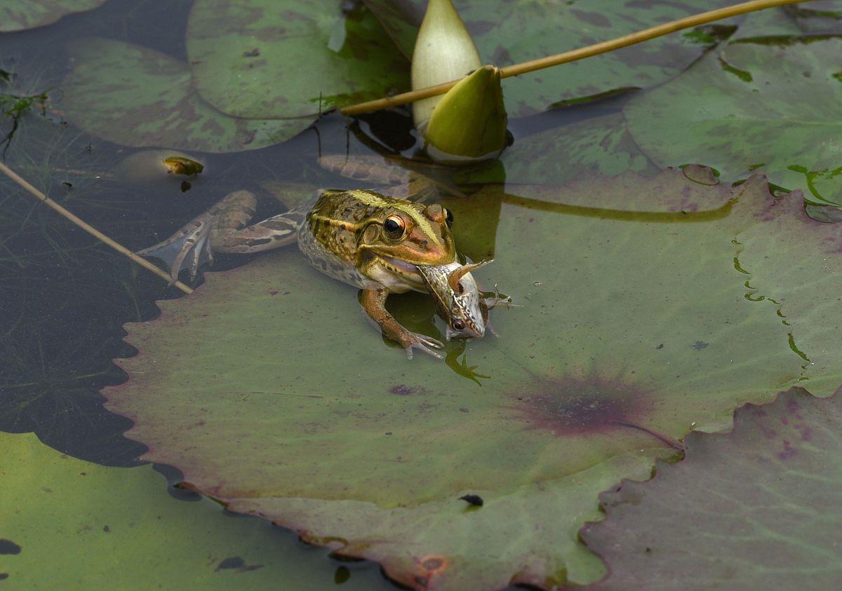 池塘里交配的青蛙图片-千叶网