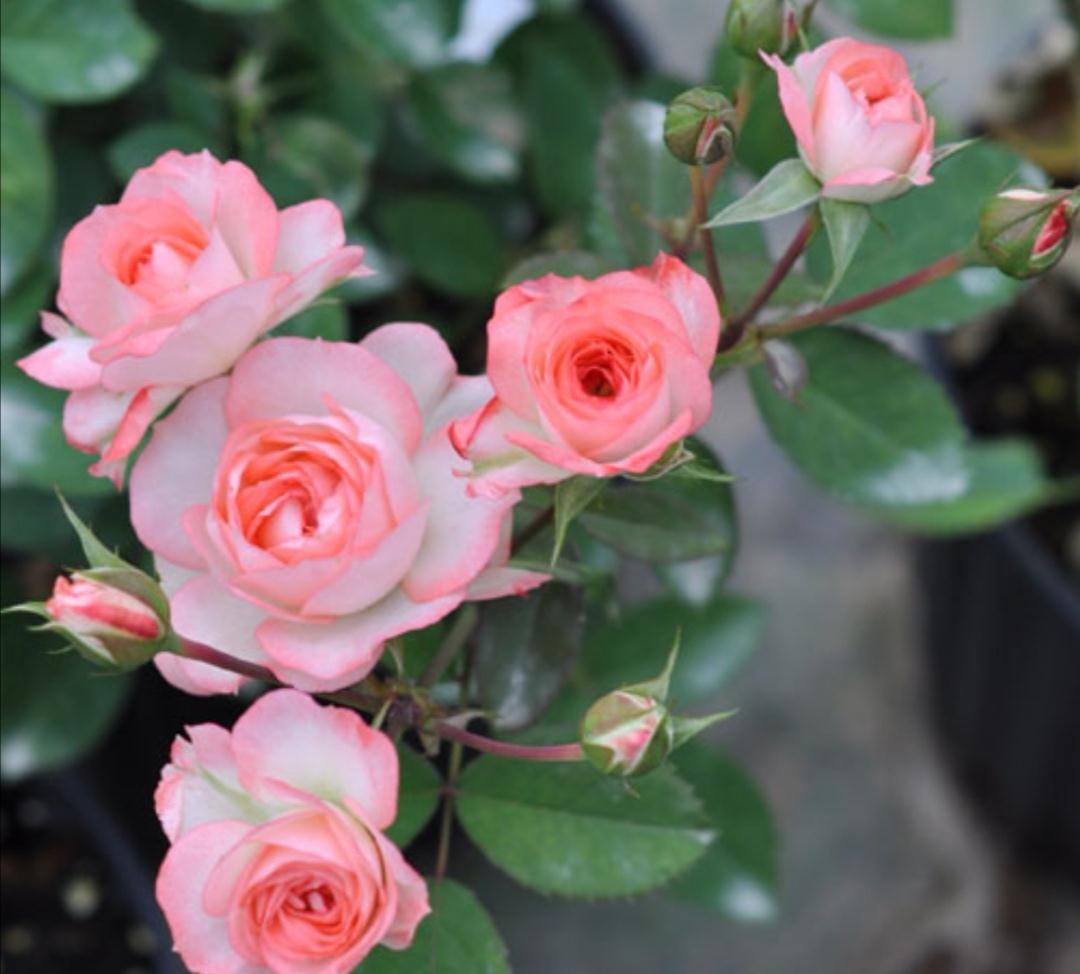 养了两年的可爱多现在长成这样|可爱多|月季|切花月季_新浪新闻