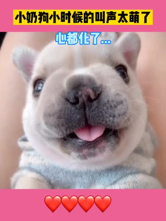 小奶狗小时候叫声太萌了心都化了