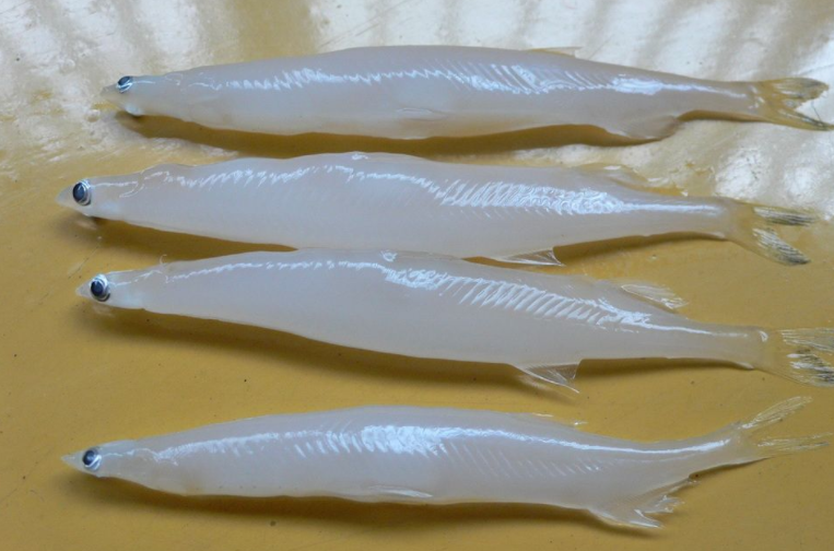 银鱼有哪些做法营养价值是什么