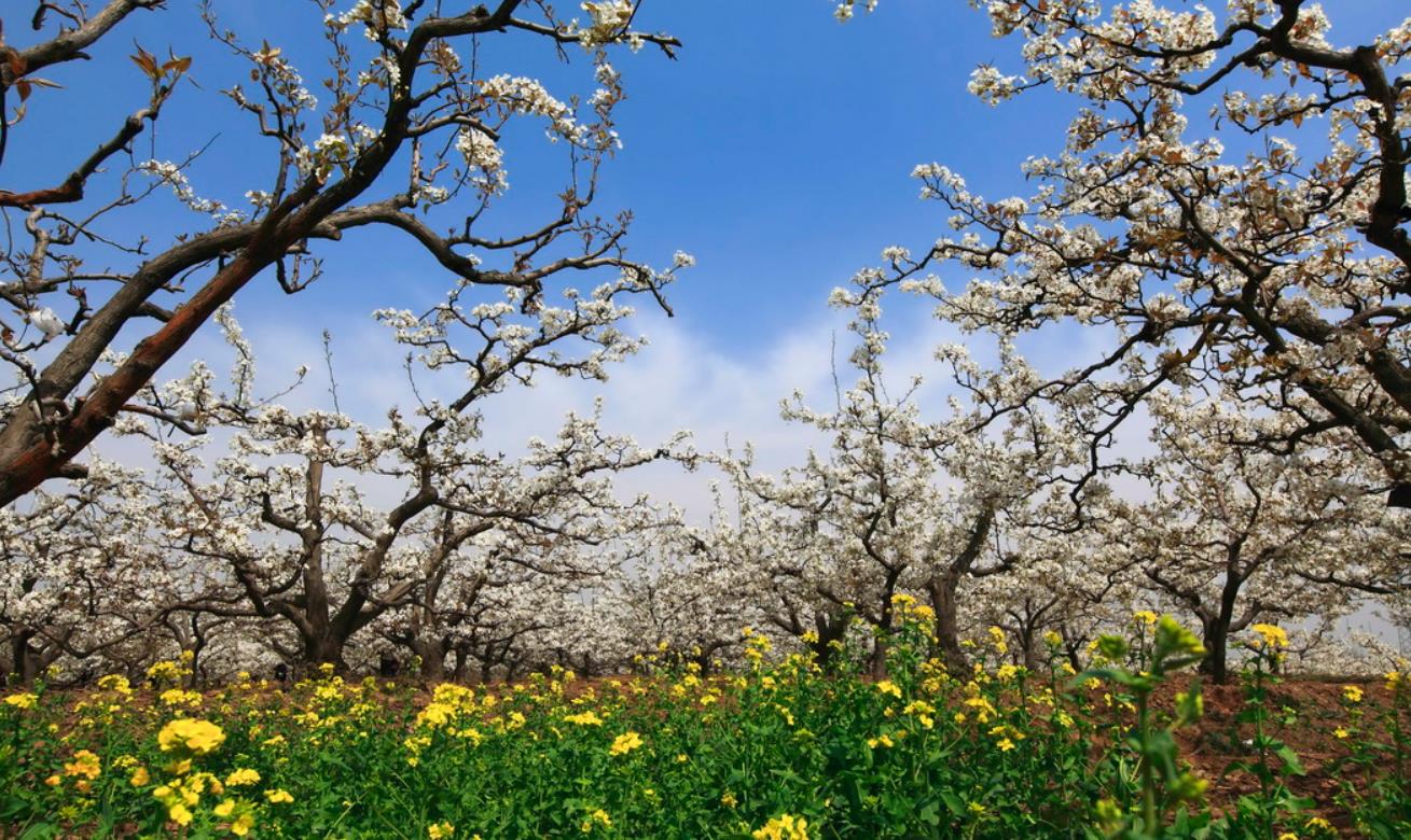 魏县梨花节在什么地方_高清图集_新浪网
