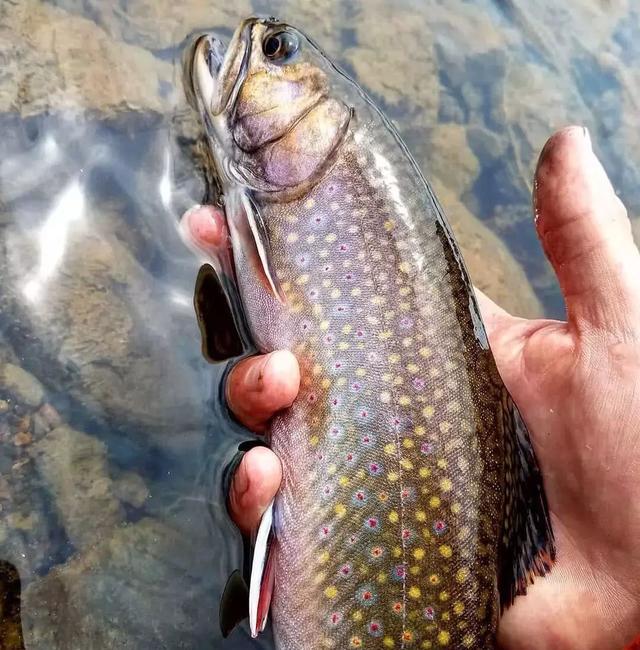 一般在钓获拍照后选择将虹鳟鱼放生,这种人与自然相和谐的景象确实很