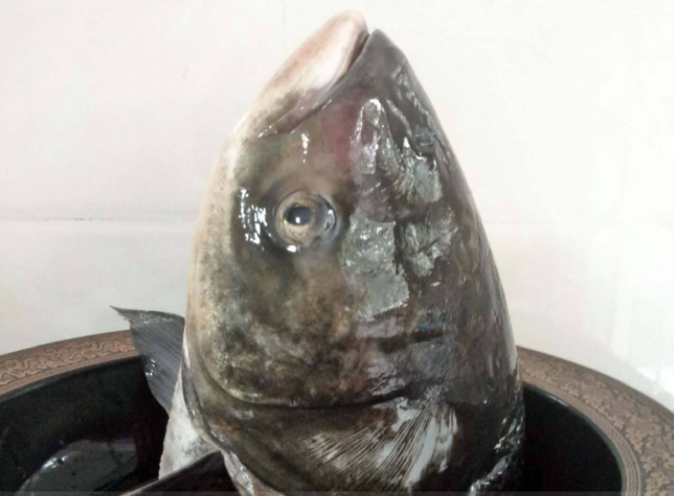 胖头鱼的营养价值和做法技巧