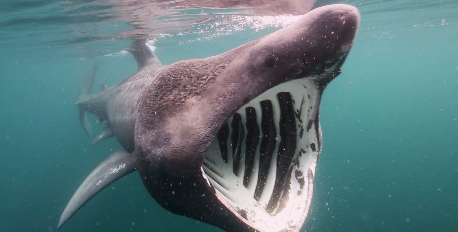 5种嘴巴超大的动物