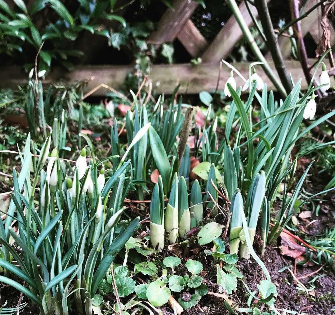 洋水仙 做好这几点 春天花满盆 洋水仙 水仙花 种球 新浪新闻