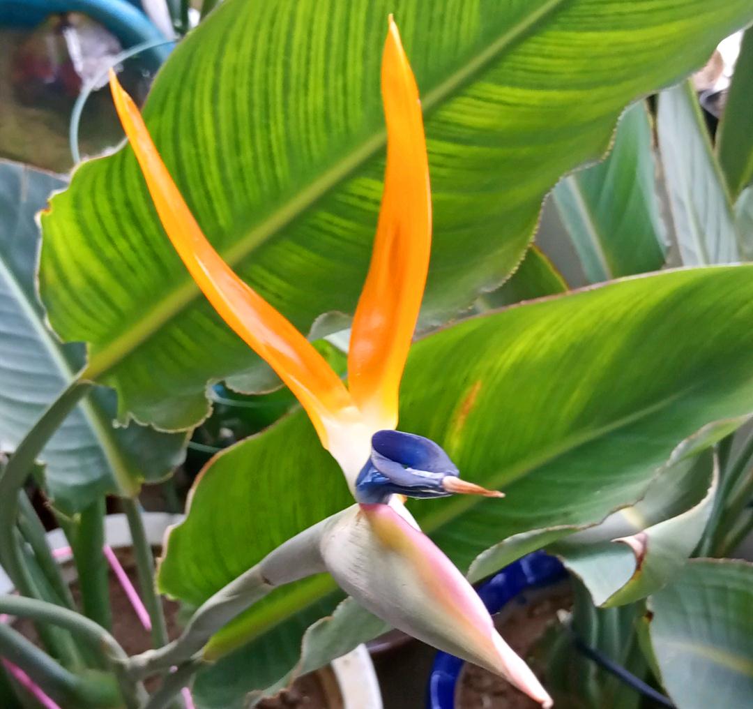 养鹤望兰,牢记"九字诀",叶子四季浓绿,开花肥美