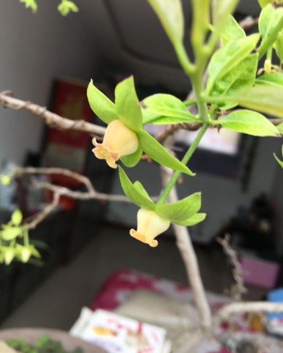 金弹子进入花期,想提高坐果率,养护工作要重视|弹子|授粉|花苞_新浪