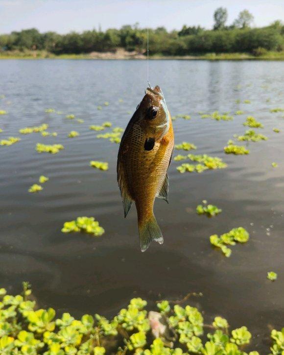 太陽魚入侵四川江河幾年時間數量劇增會氾濫嗎