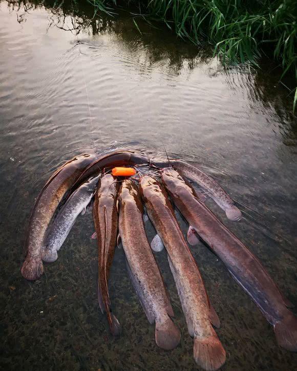 男子臭水沟发现巨大黑影折腾几天钓起一米多长大鱼