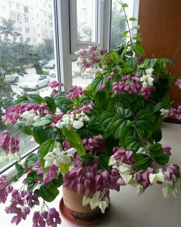 盆栽"龙吐珠",威武又大气,朵朵白花吐红珠,撒欢开花刹不住