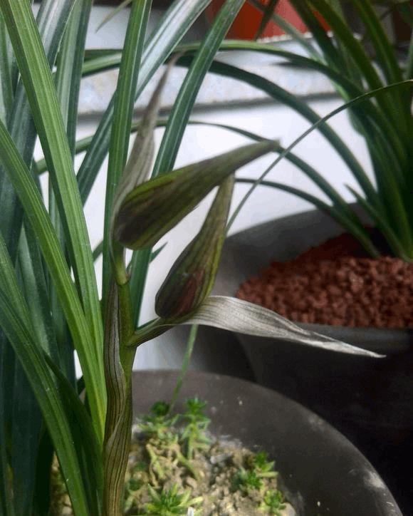 兰花烂根,动个"小手术",兰花就能起死回生了!