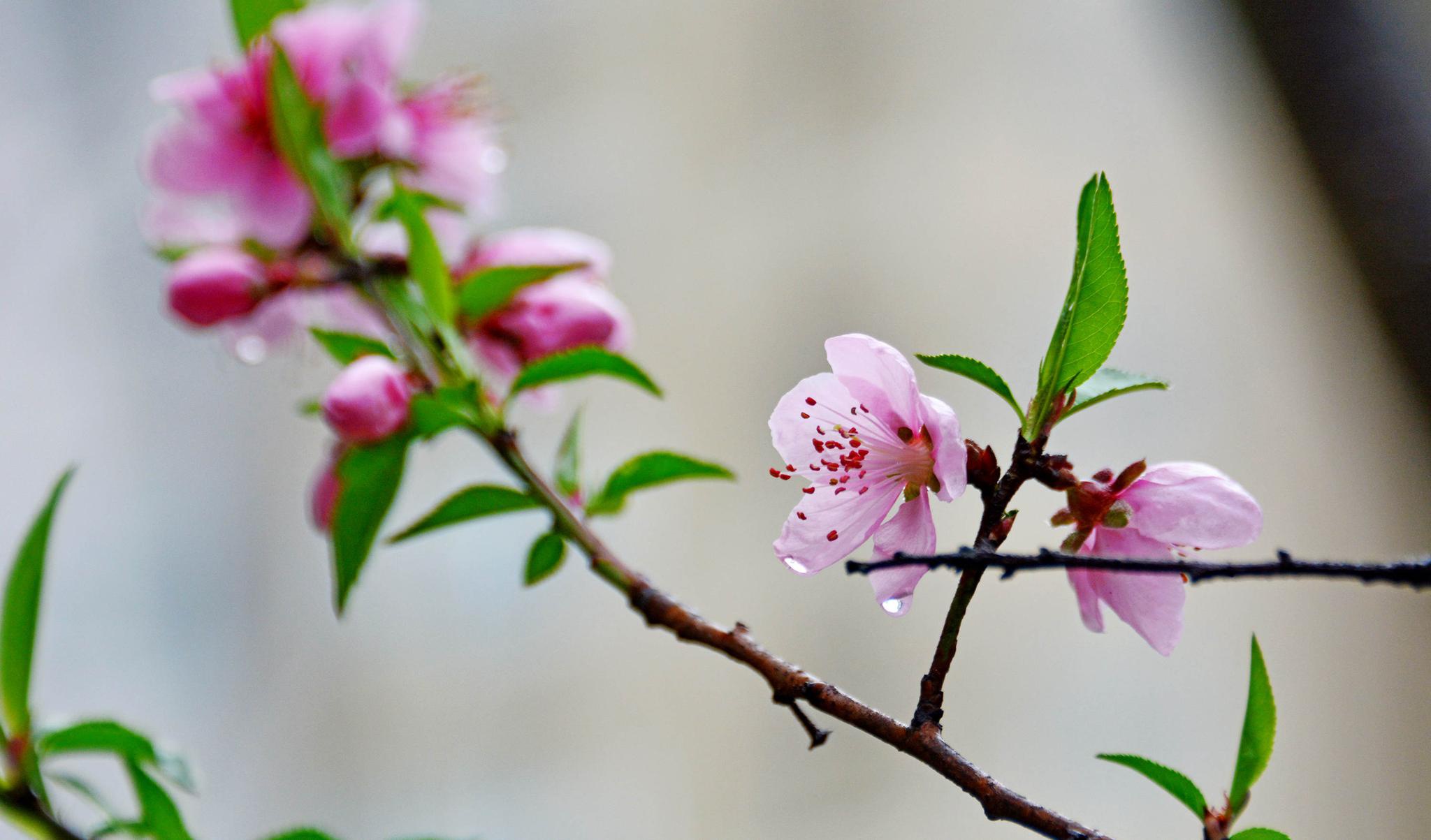 娇艳欲滴的春雨桃花