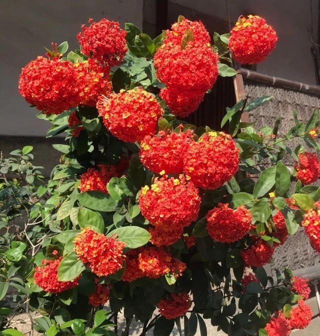 最适合阳台养的 龙船花 越热越晒 开花越多 7月开爆阳台 财经头条 最适合阳台养的 龙船花 越热越晒 开花越多 7月开爆阳台 财经头条