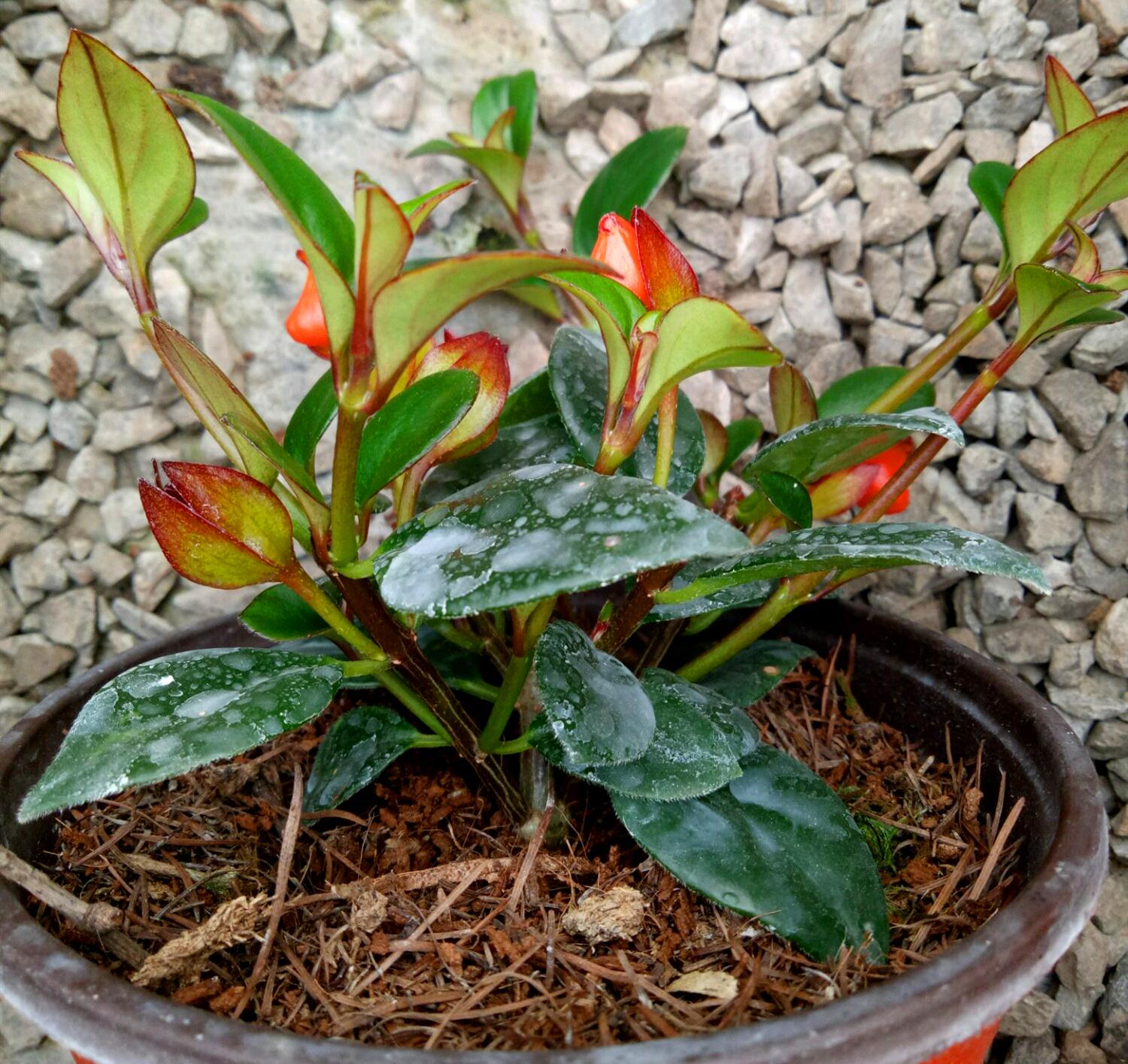 养金鱼吊兰,浇点催花肥水,长出满盆"小鱼嘴"