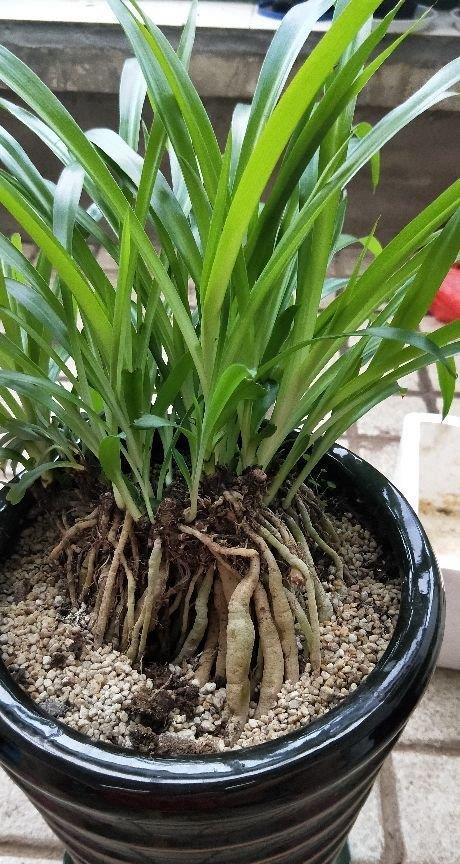 养花一定要会养根,根系长得壮,植物才有精神,四季枝繁叶茂