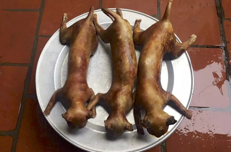 有动物组织称,越南人每年吃掉逾百万只猫咪