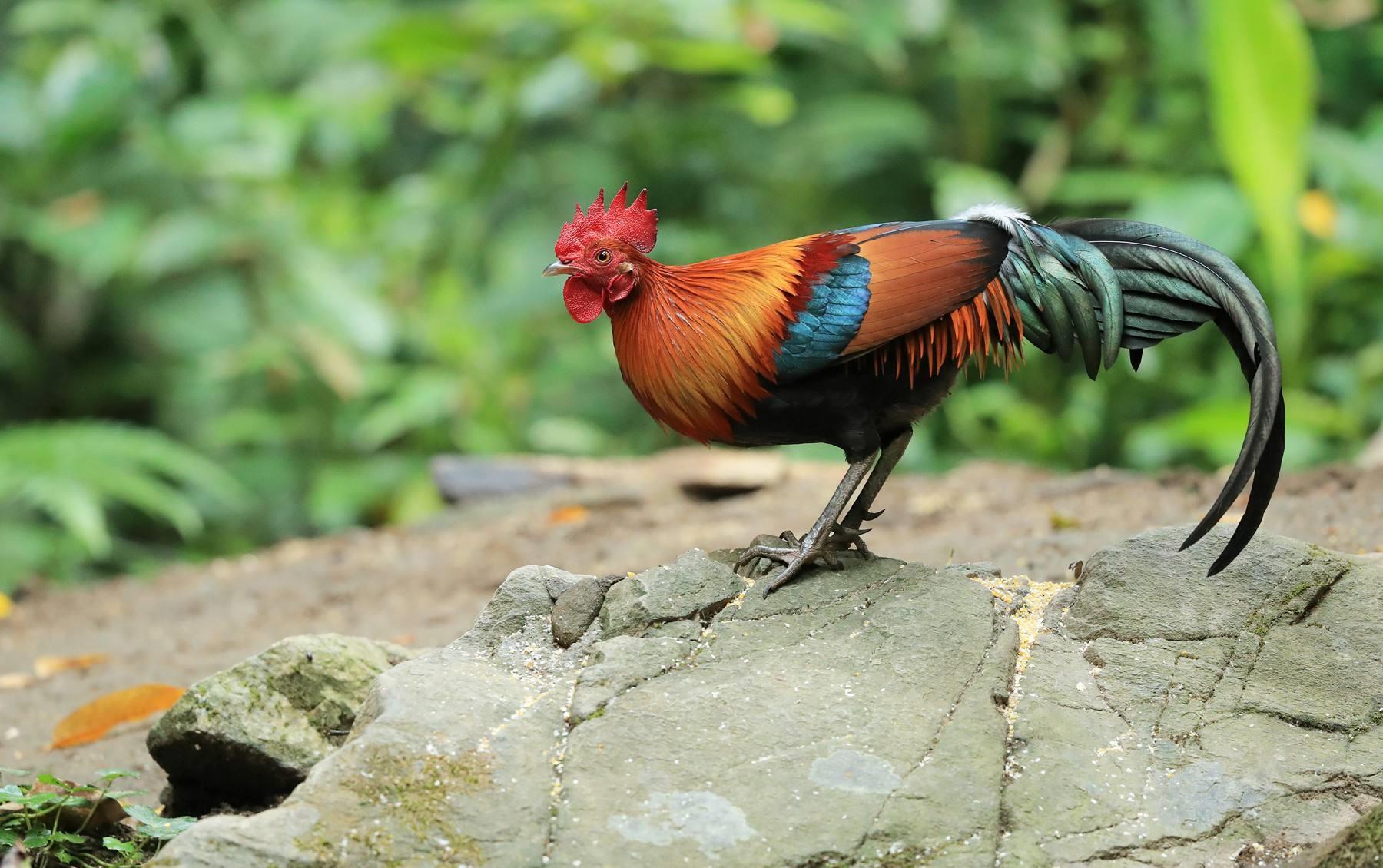 吃一口或坐牢10年!广东人发现这种鸡一定不要捉,更不能吃!