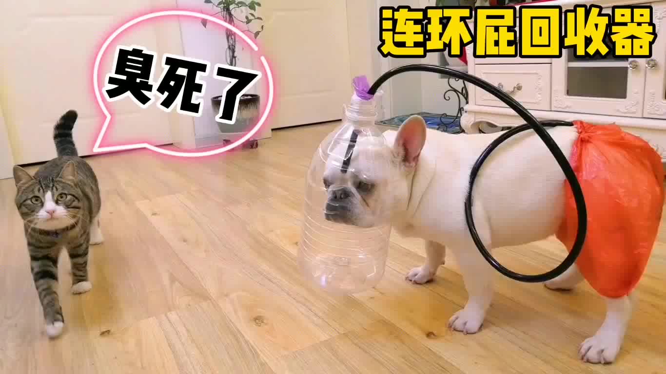 狗子你过分的啊看你放屁把猫崩成啥样了