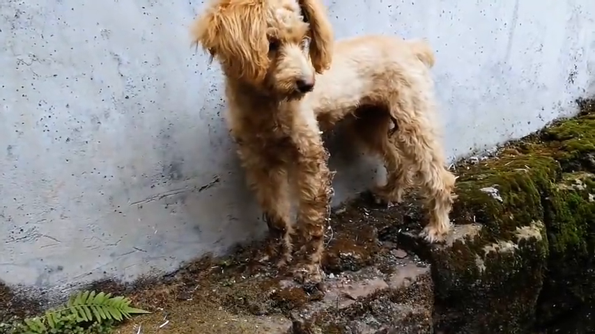狗狗去咬粘鼠板上的老鼠,脚上粘满了胶水,该怎么给它清理呢