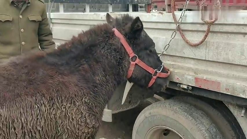 给一匹一岁多的小川马修理马蹄,这匹小马在主人眼里就是宝
