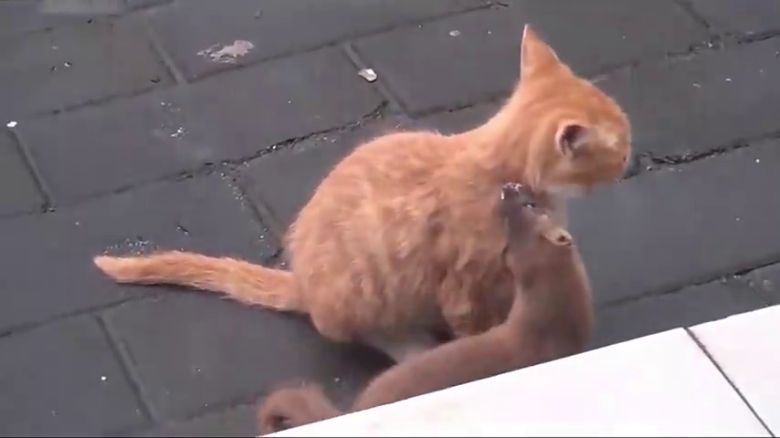 黄鼠狼嚣张起来,一口将猫咪锁喉,猫咪发威黄鼠狼就凉凉了!