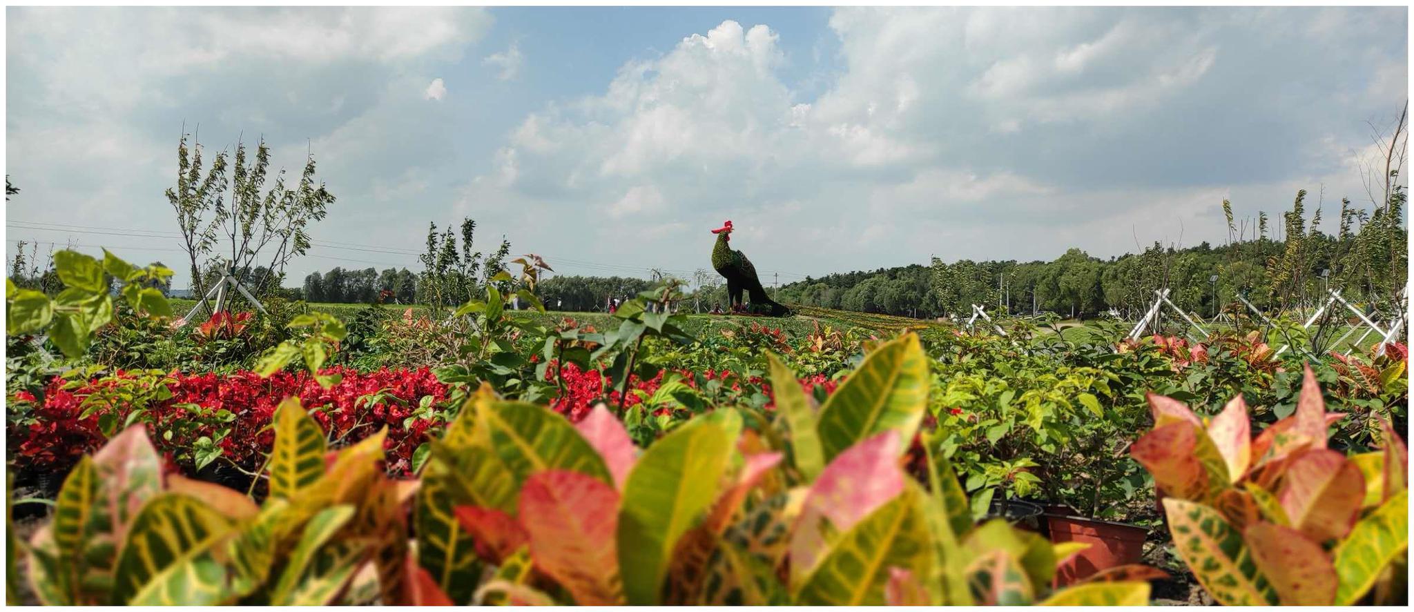 长春绿植花卉批发公司地址
