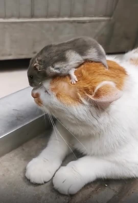 老鼠骑在猫头上,我长见识了