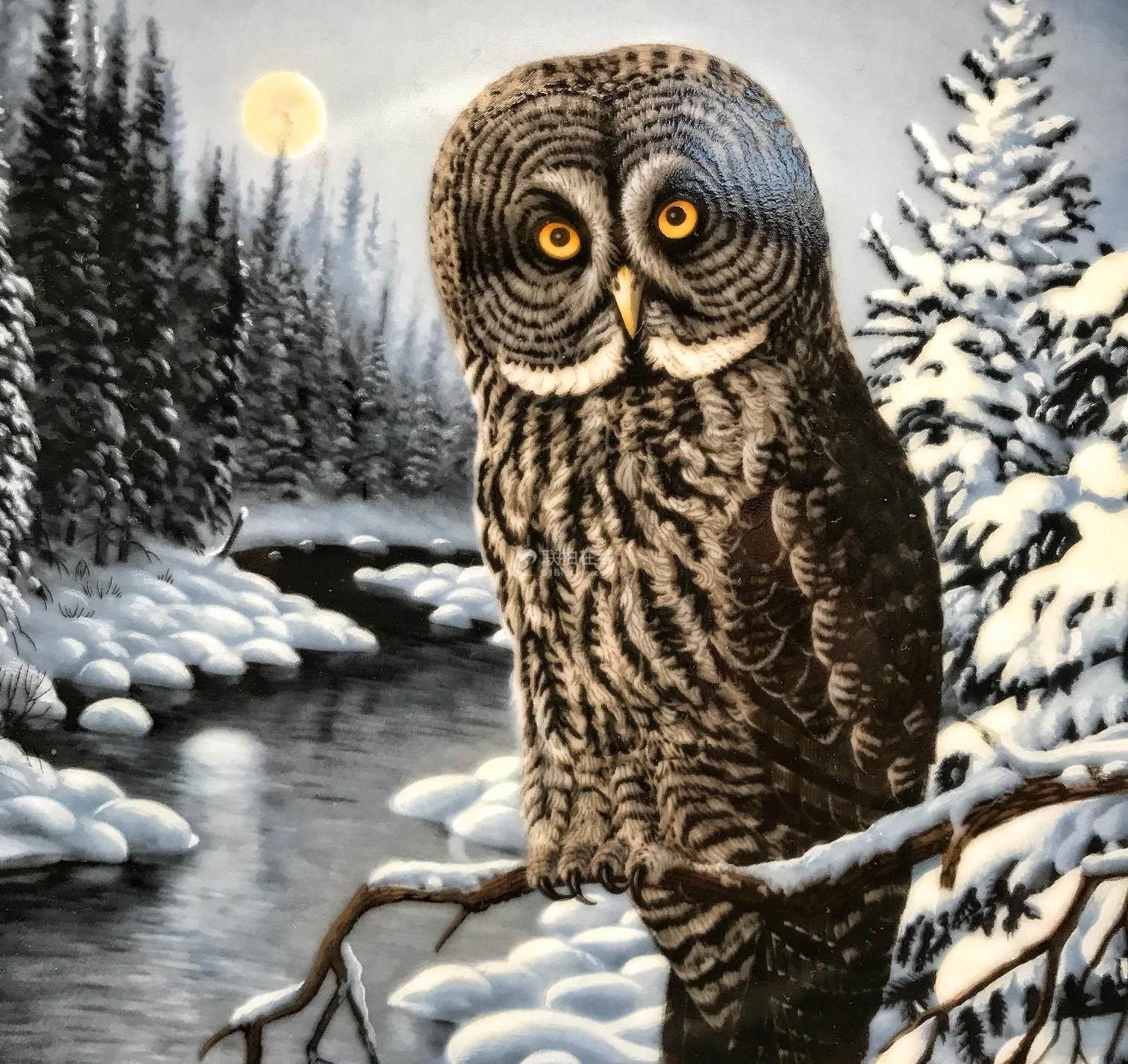 世界十大视力最好的动物__财经头条