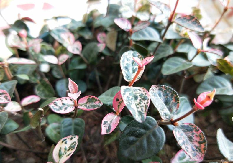 变色植物花叶络石注意2点养出彩叶