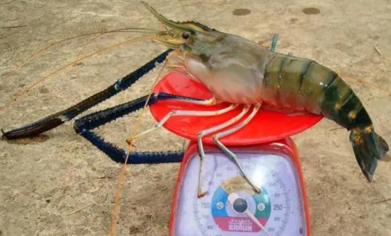 淡水虾最大的是什么品种 淡水虾最大的是什么品种的虾