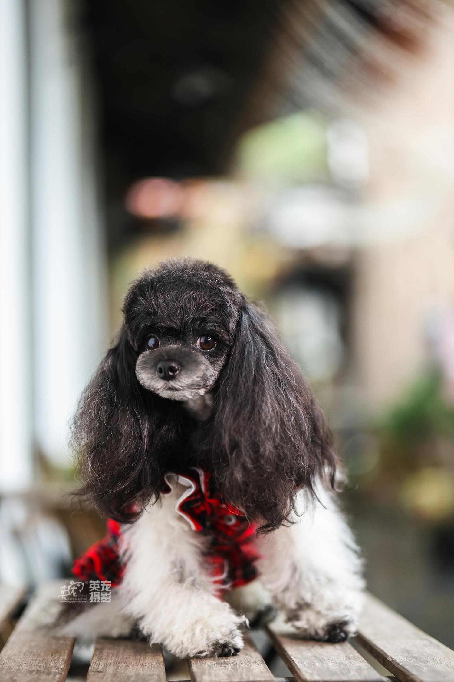 长头发的泰迪把头发梳起来,真的很像小女孩_高清图集_新浪网