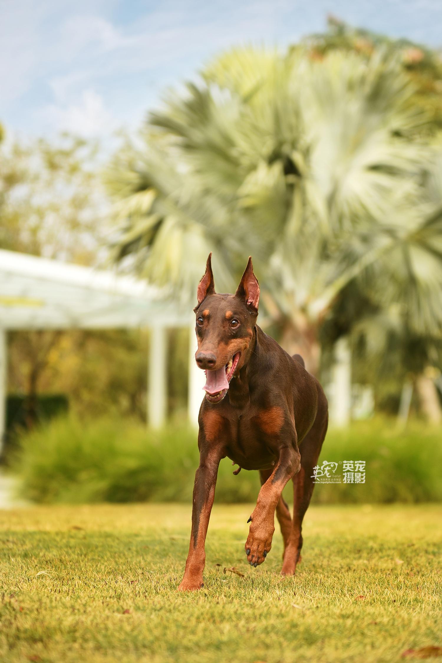 帅帅哒～～～而且很好摸,杜宾的皮肤很柔软_高清图集_新浪网