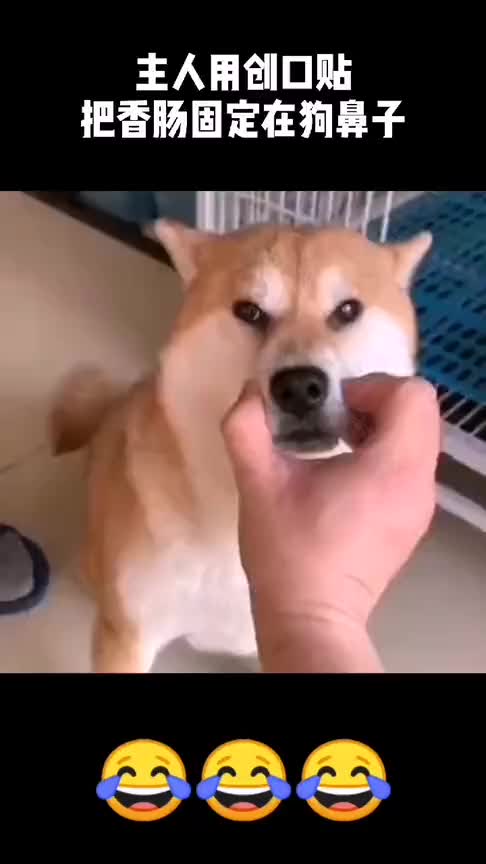 主人用创口贴把香肠固定在狗鼻子上狗狗只能看不能吃