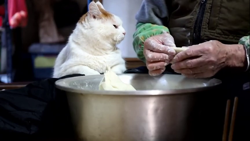 猫咪在奶奶家静静看着包饺子,喵:这饺子皮是不是有点厚?