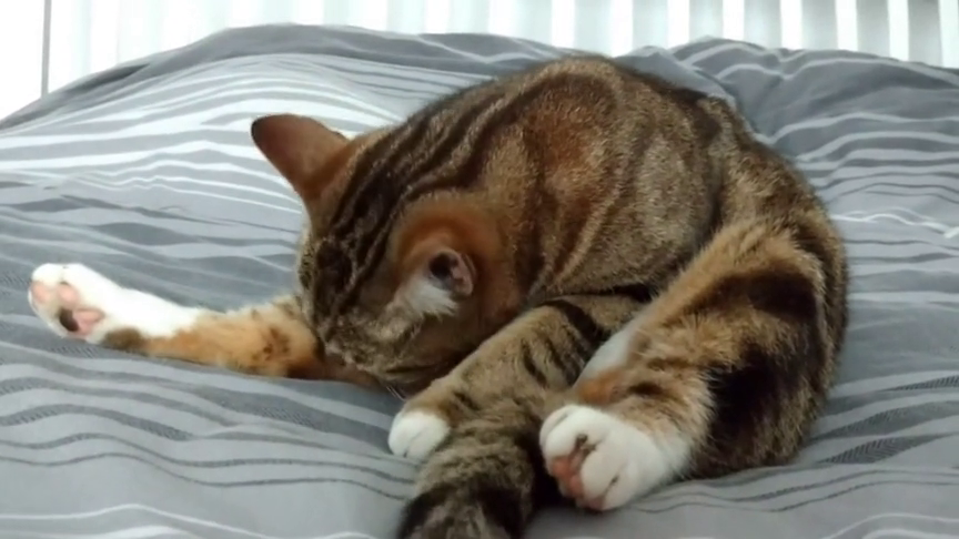 猫咪喜沉迷自己的小脚丫舔得很陶醉