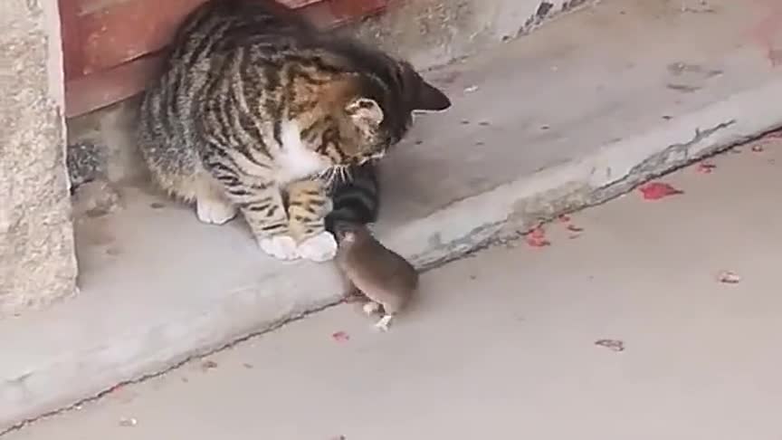 现实版的猫捉老鼠,终于逮到你,看你还想怎么逃跑!