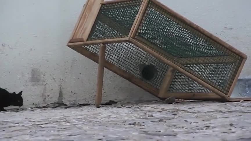 这种最简单的陷阱,轻松捕获两只猫