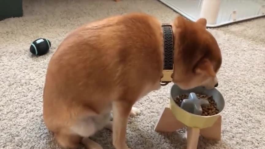 女主人出门了,柴犬在家里吃狗粮都兴致缺缺,满脸的忧伤