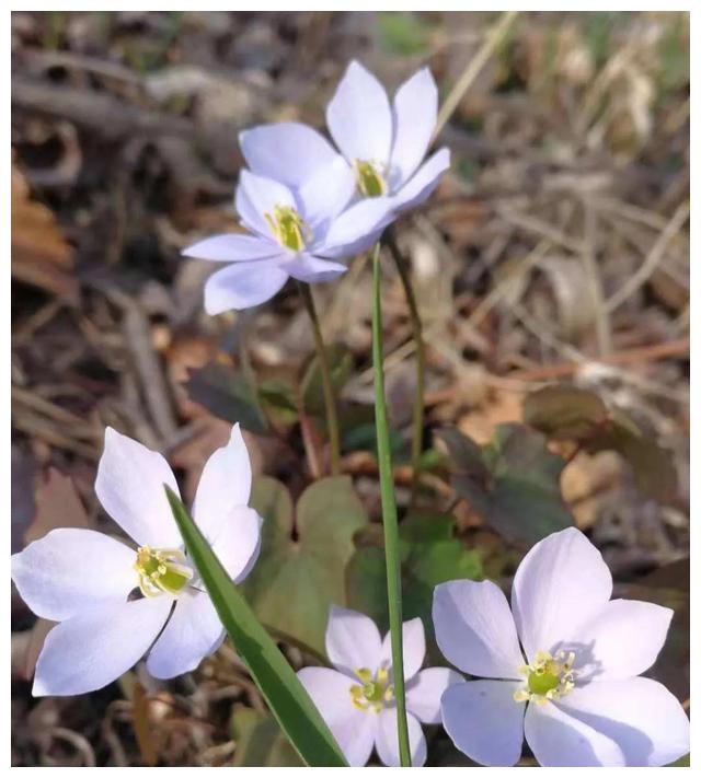 鲜黄连美丽的林间奇花异草十