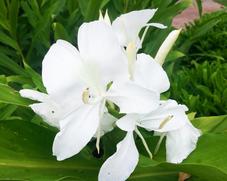 此花是巨蟹座的守护花,洁白素雅芬芳宜人,如远离尘世的高洁雅士