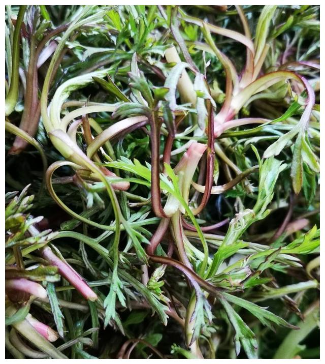 5月份不能错过的7种当季野菜市场中买不到错过要等明年