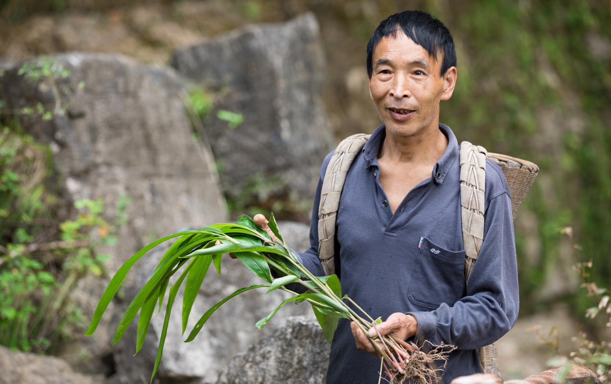 湖北秭归三峡竹海花甲老人攀爬天梯采药健步如飞
