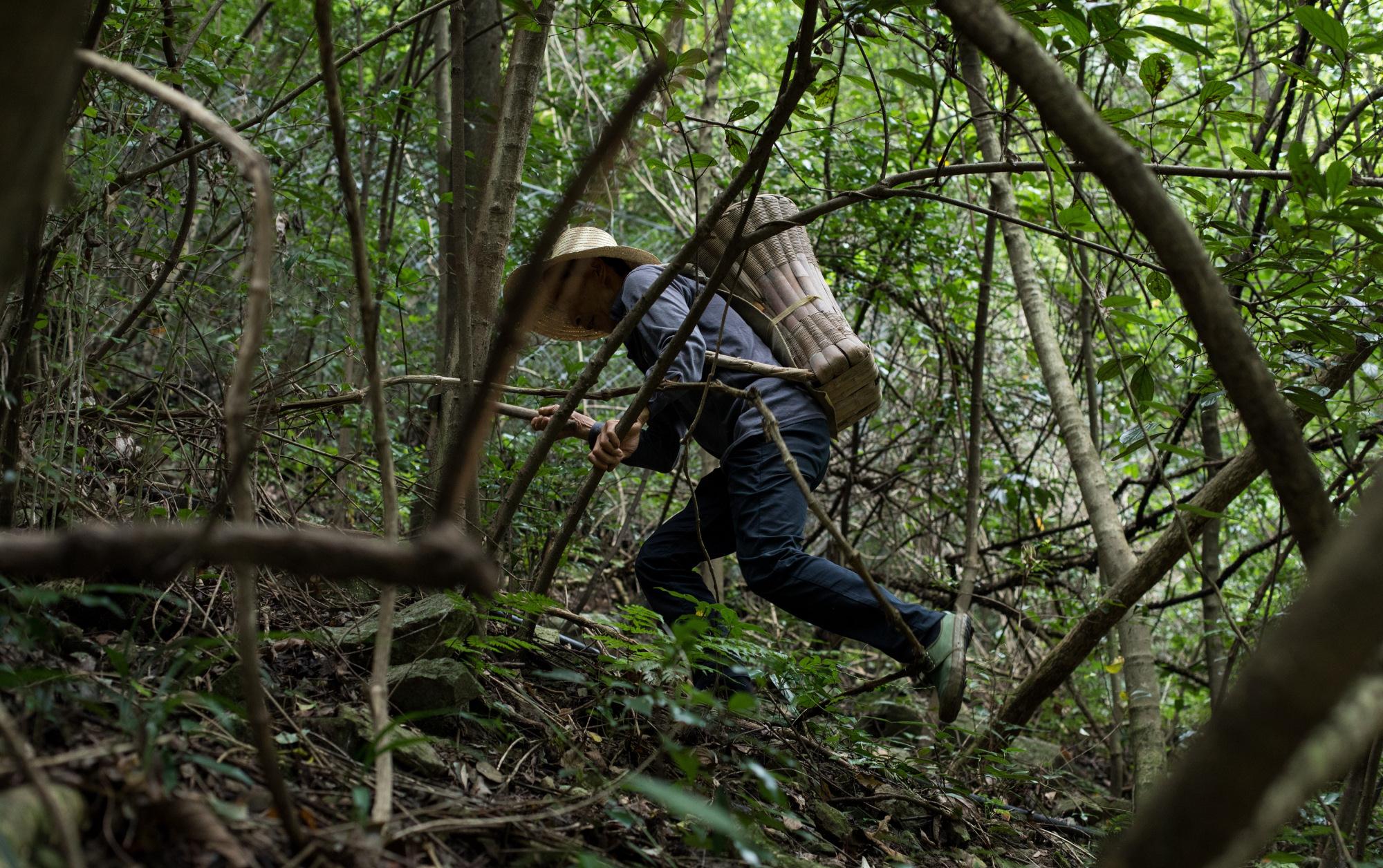 湖北秭归三峡竹海花甲老人攀爬天梯采药健步如飞