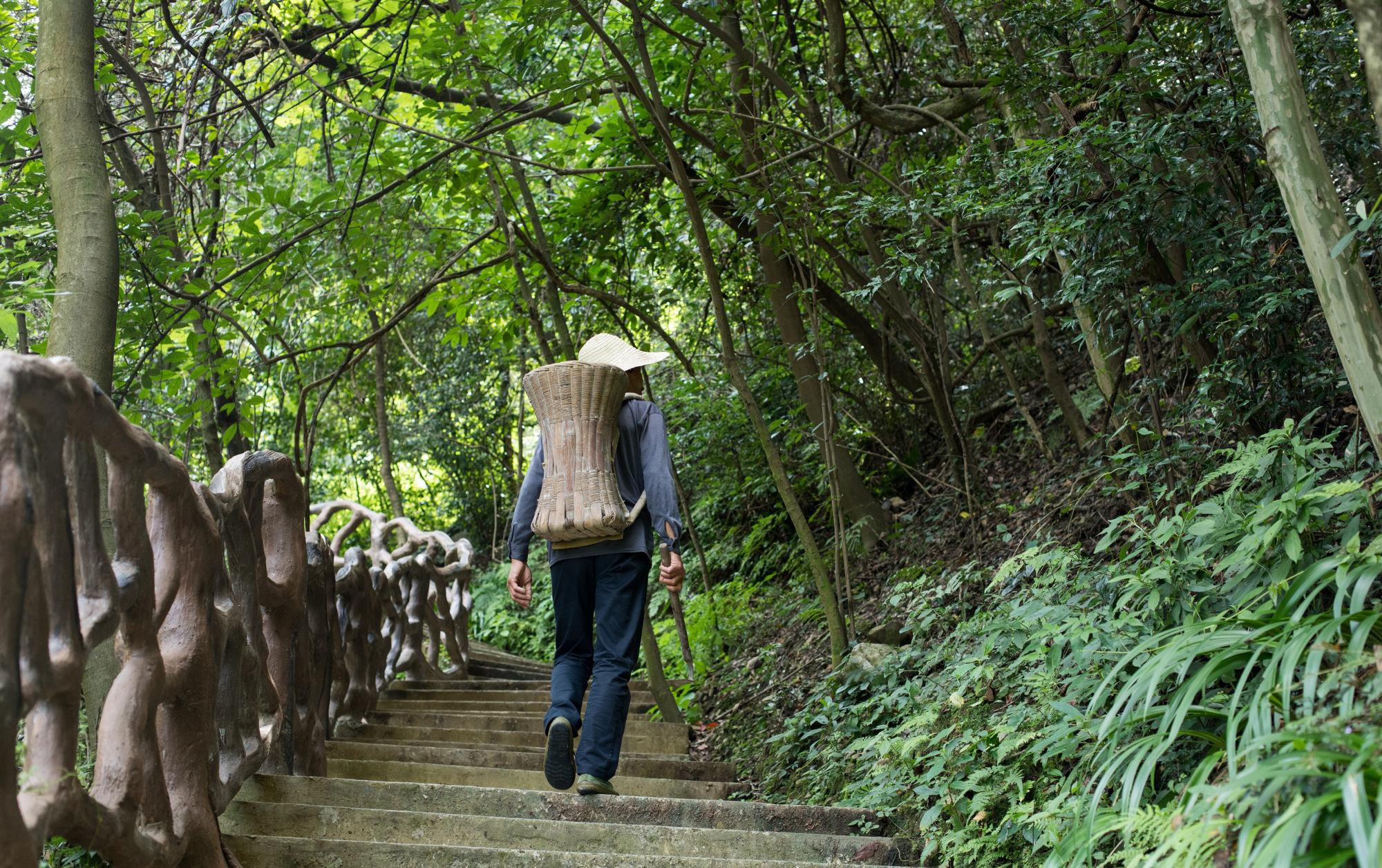 湖北秭归三峡竹海花甲老人攀爬天梯采药健步如飞