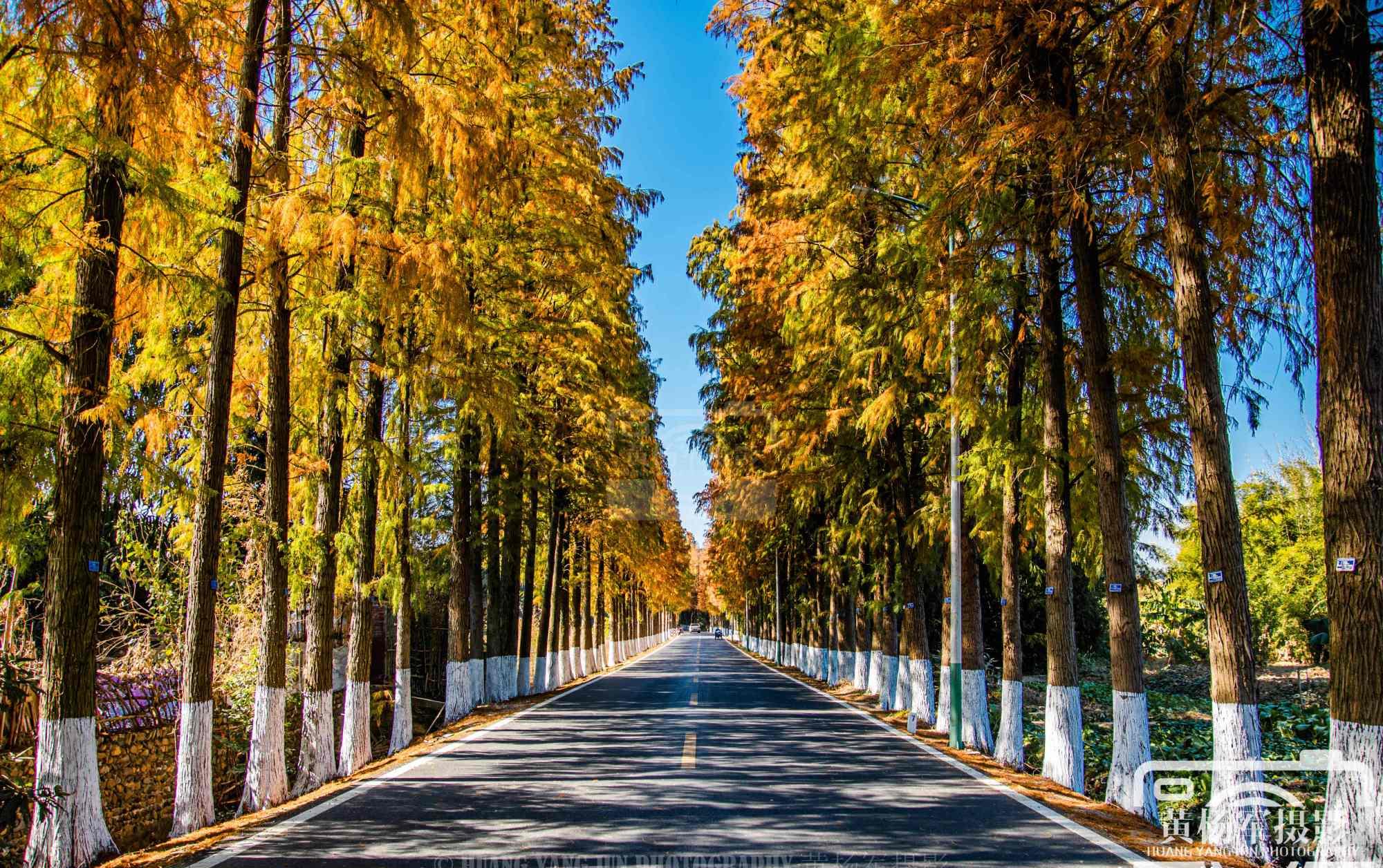 广东最美的落羽杉公路,距始兴县城仅4分钟,绵延22公里很壮观