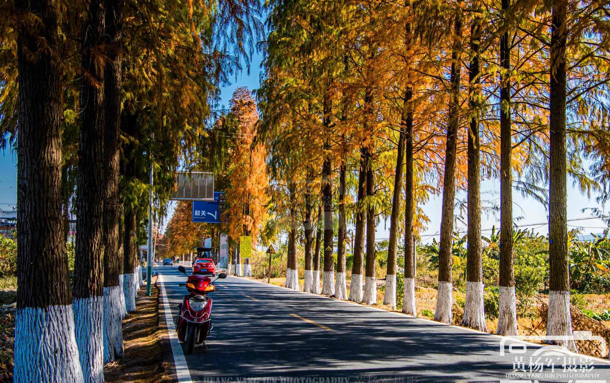 广东最美的落羽杉公路,距始兴县城仅4分钟,绵延22公里很壮观