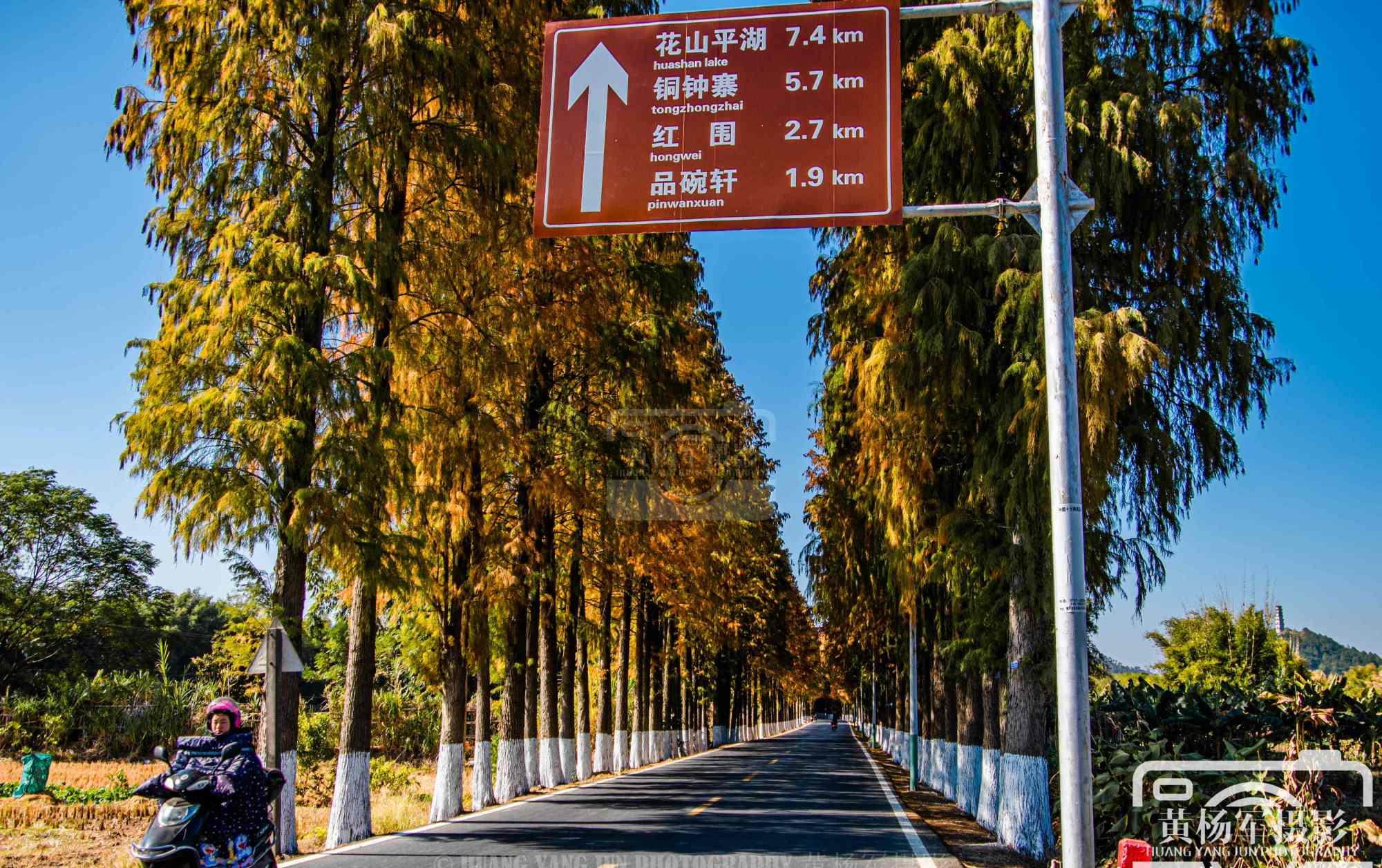 广东最美的落羽杉公路,距始兴县城仅4分钟,绵延22公里很壮观